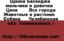 Щенки Басенджи ,мальчики и девочки › Цена ­ 1 - Все города Животные и растения » Собаки   . Челябинская обл.,Еманжелинск г.